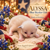 Blue Bicolor Female Ragoll Kitten | Texas Ragdoll Kittens