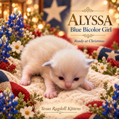 Blue Bicolor Female Ragoll Kitten | Texas Ragdoll Kittens