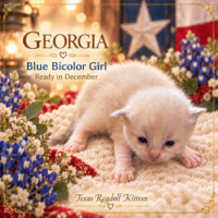 Lilac Bicolor Female Ragoll Kitten | Texas Ragdoll Kittens