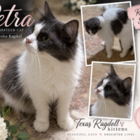 Smoke Bicolor Female Ragdoll Cat | Texas Ragdoll Kittens
