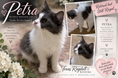 Smoke Bicolor Female Ragdoll Cat | Texas Ragdoll Kittens