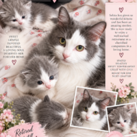 Smoke Bicolor Female Ragdoll Cat | Texas Ragdoll Kittens