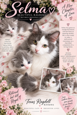 Smoke Bicolor Female Ragdoll Cat | Texas Ragdoll Kittens