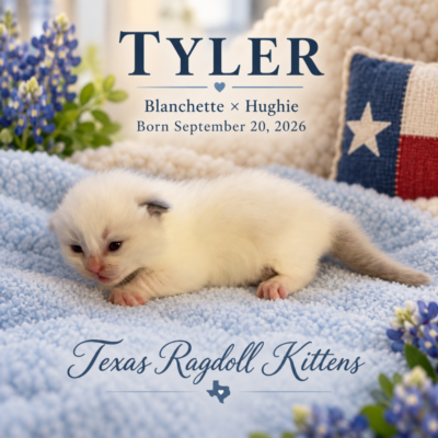 Newborn Ragdoll kitten on blue blanket