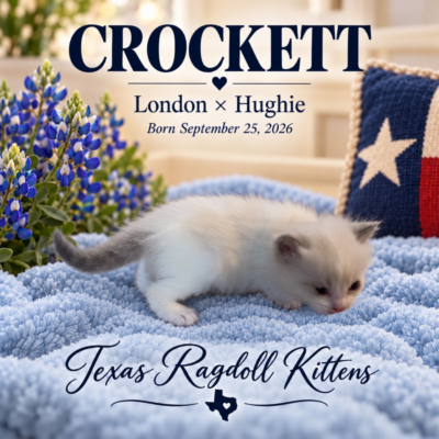 Lilac Bicolor Male Ragdoll Kitten | Texas Ragdoll Kittens