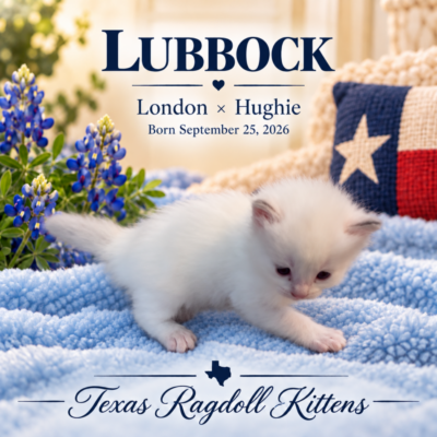 Lilac Bicolor MaleRagdoll Kitten | Texas Ragdoll Kittens