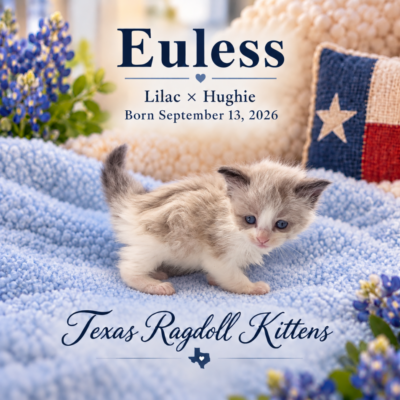 Seal Bicolor Male Ragdoll Kitten | Texas Ragdoll Kittens