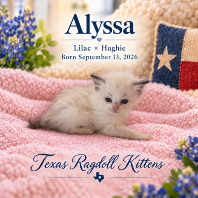 Lilac Bicolor Female Ragdoll Kitten | Texas Ragdoll Kittens