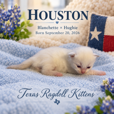 Lilac Bicolor Male Ragdoll Kitten | Texas Ragdoll Kittens