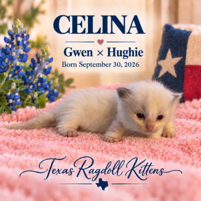 Lilac Bicolor Female Ragdoll Kitten | Texas Ragdoll Kittens