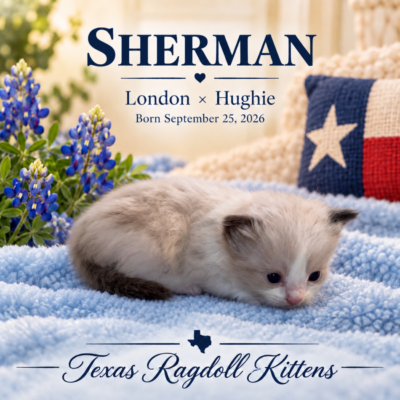 Seal Bicolor Male Ragdoll Kitten | Texas Ragdoll Kittens