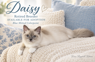 Mitted Blue Colourpoint Ragdoll Cat | Texas Ragdoll Kittens