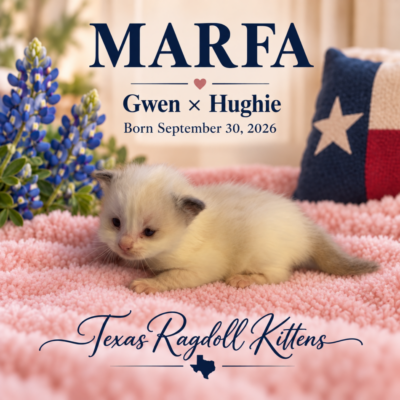 Seal Bicolor Female Ragdoll Kitten | Texas Ragdoll Kittens