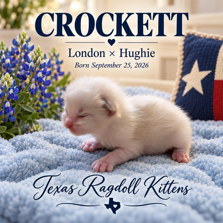 Lilac Bicolor Male Ragdoll Kitten | Texas Ragdoll Kittens
