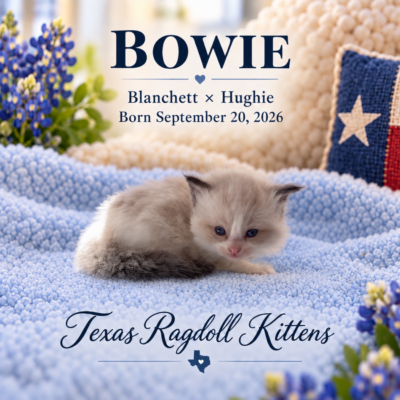 Seal Bicolor Male Ragdoll Kitten | Texas Ragdoll Kittens