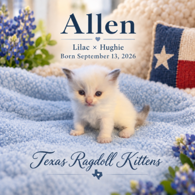 Blue Bicolor Female Ragoll Kitten | Texas Ragdoll Kittens