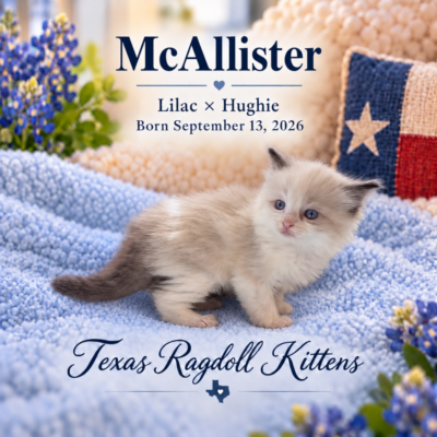 Blue Bicolor Male Ragoll Kitten | Texas Ragdoll Kittens