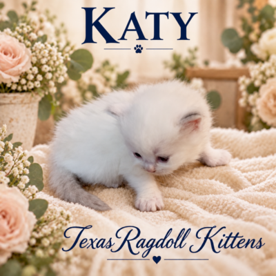 Lilac Bicolor Female Ragdoll Kitten | Texas Ragdoll Kittens