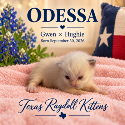 Lilac Bicolor Female Ragdoll Kitten | Texas Ragdoll Kittens