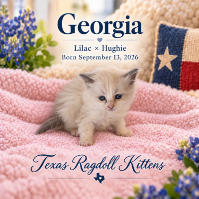 Lilac Bicolor Female Ragoll Kitten | Texas Ragdoll Kittens